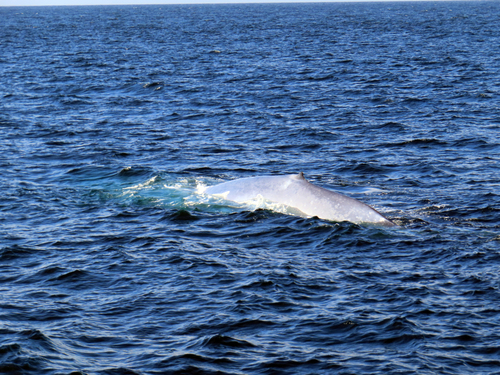 Blue whale