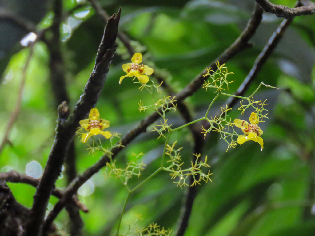 Oncidium heteranthum