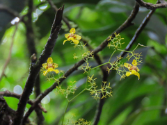 Oncidium heteranthum