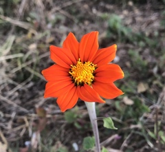 Tithonia rotundifolia image