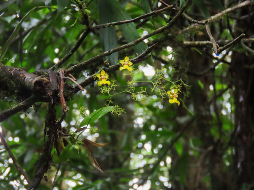 Epidendrum heteranthum Lindl. 3