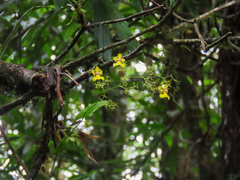 (c) Alina Martin, some rights reserved (CC BY) Oncidium heteranthum, photograph (c) Alina Martin, some rights reserved (CC BY)
