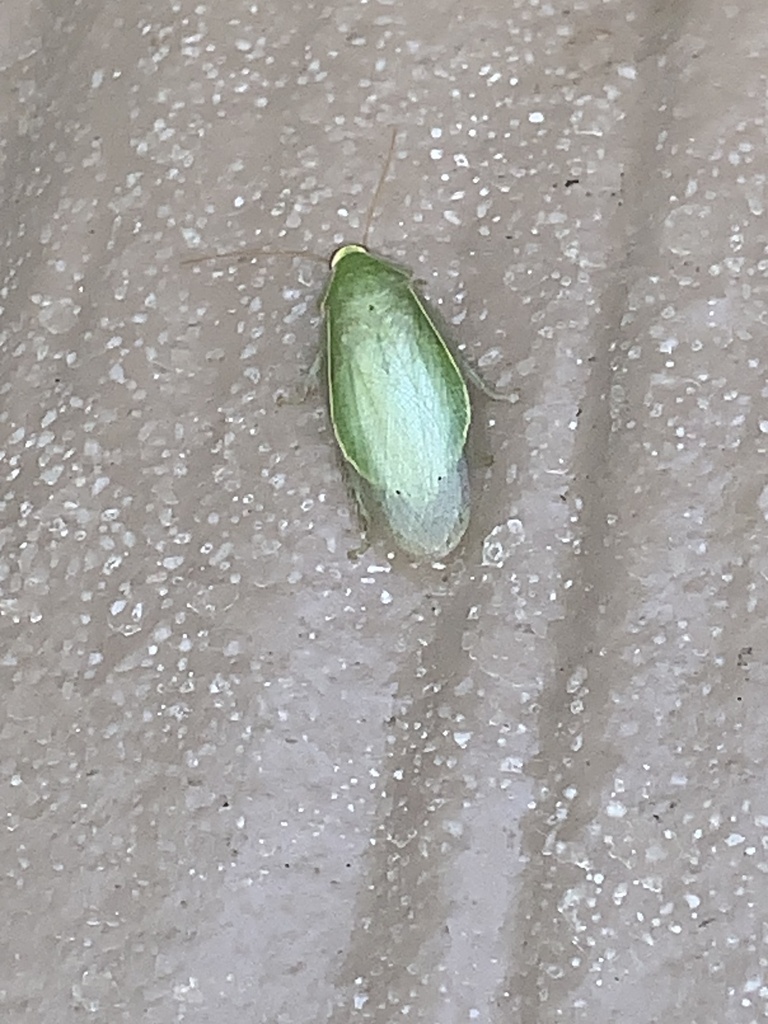 Banana Cockroach from CR-193, Alvin, TX, US on July 31, 2024 at 10:48 ...