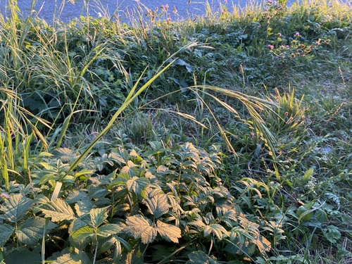 Image of Bromus carinatus by no rights reserved