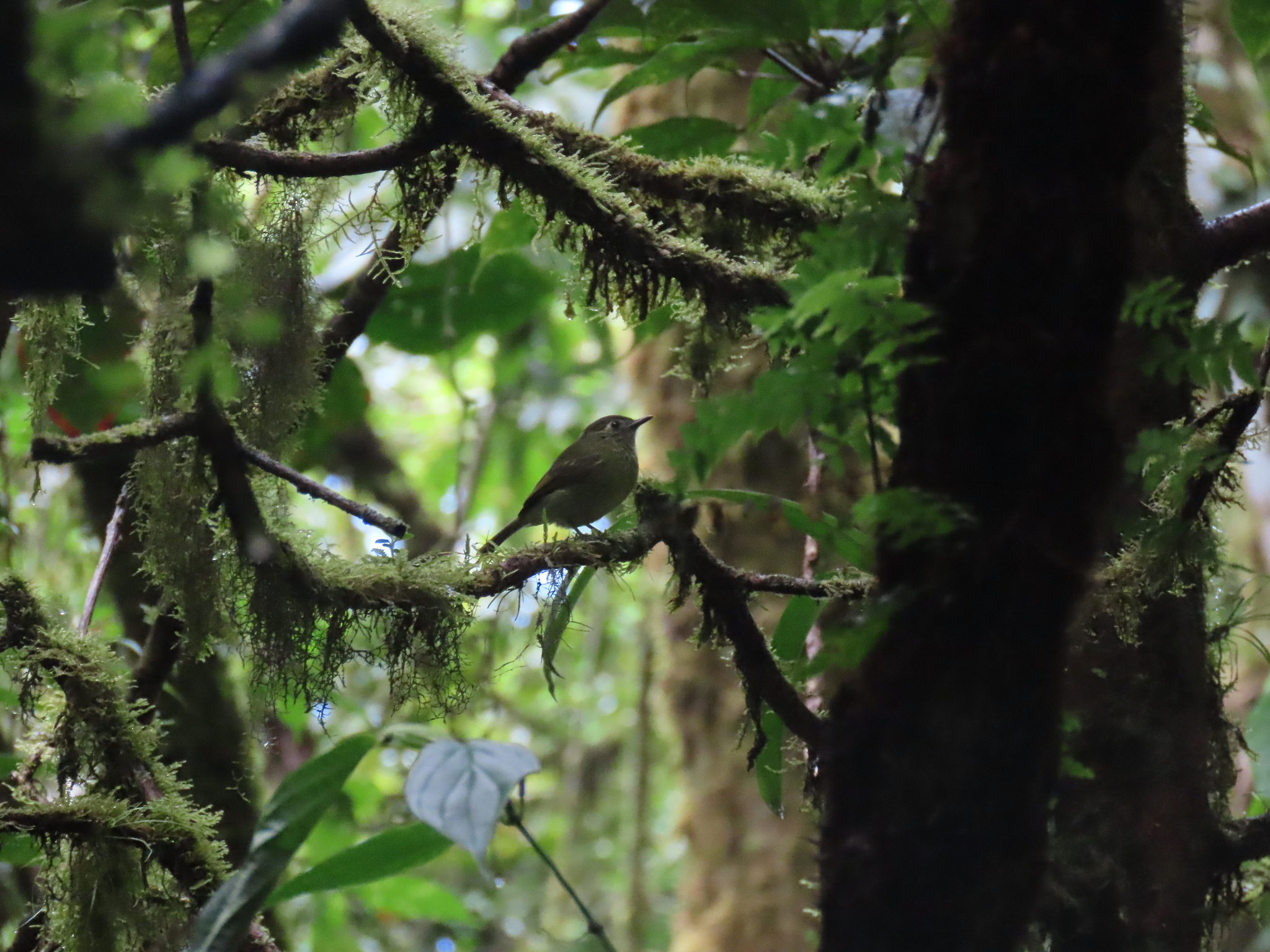 Olive-striped Flycatcher (Mionectes olivaceus), photo 7