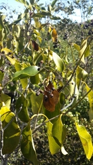 Coptosperma