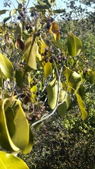 Coptosperma