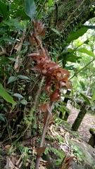 Eulophia zollingeri