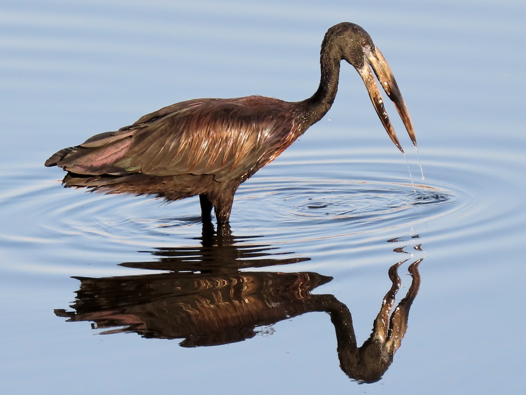 African Openbill photo