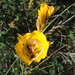 Pleasant Valley Mariposa Lily - Photo (c) Belinda Lo, some rights reserved (CC BY-NC-SA), uploaded by Belinda Lo