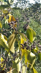Coptosperma