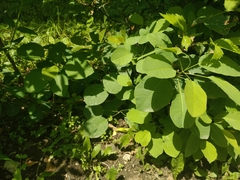Cotinus coggygria