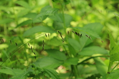 Melica turczaninowiana