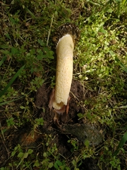 Phallus hadriani