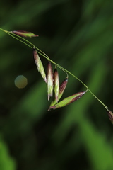 Melica turczaninowiana