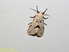 Spilarctia alba