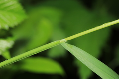 Melica turczaninowiana