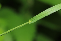 Melica turczaninowiana
