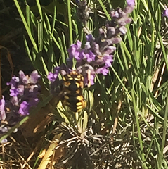 Anthidium