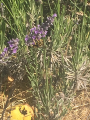 Anthidium