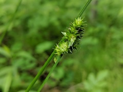 Carex cephaloidea