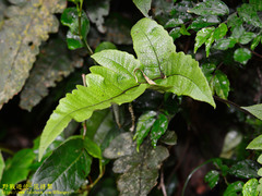 Stegnogramma wilfordii