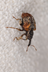 Conotrachelus anaglypticus