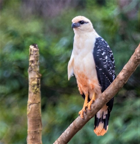 White Hawk