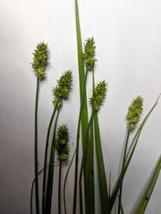 Carex cephaloidea