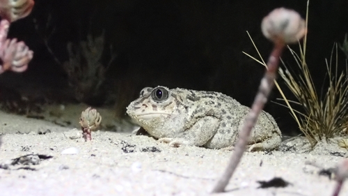 Iberian Spadefoot, 2525-150 Botado, Portugal, photo 7 of 10