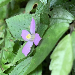 Sarcopyramis napalensis