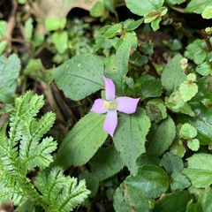 Sarcopyramis napalensis