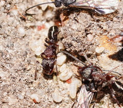 Rhytidoponera tasmaniensis