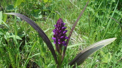 Dactylorhiza incarnata cruenta