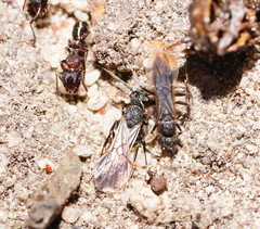 Rhytidoponera tasmaniensis