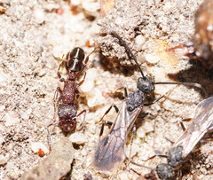 Rhytidoponera tasmaniensis