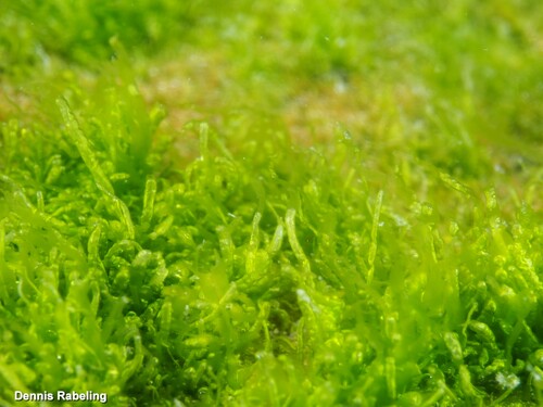 Ulva intestinalis