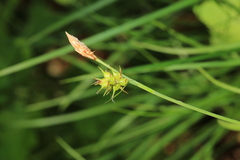 Carex longirostrata