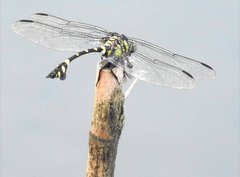Ictinogomphus pertinax