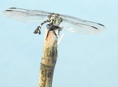 Ictinogomphus pertinax