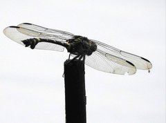 Ictinogomphus pertinax