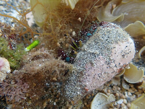 Blue Knee Hermit Crab (Dardanus guttatus)