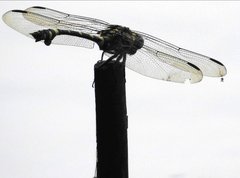 Ictinogomphus pertinax