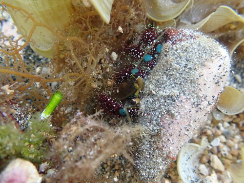 Blue Knee Hermit Crab (Dardanus guttatus)