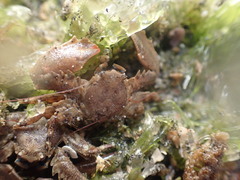 ケブカカニダマシ