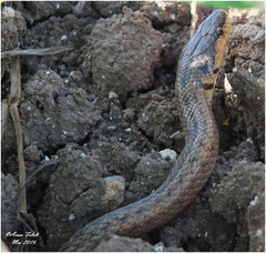 Macroprotodon mauritanicus