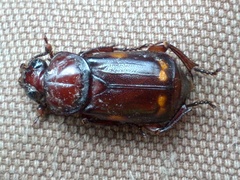 Nicrophorus pustulatus