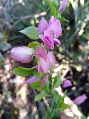 Polygala macroptera