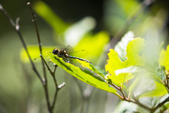 Dorocordulia lepida