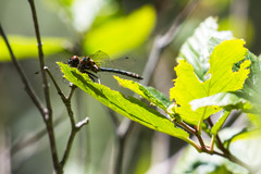 Dorocordulia lepida